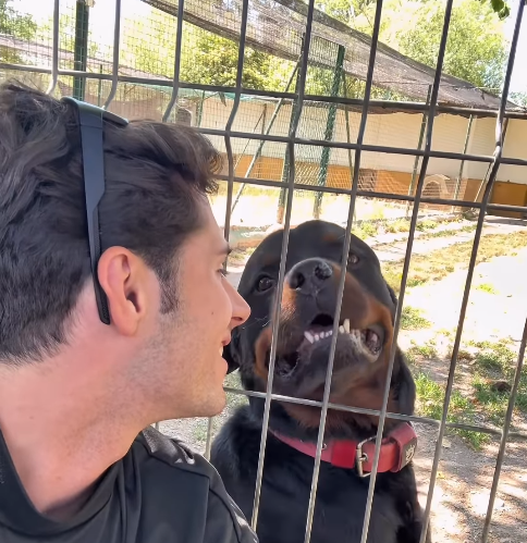l'Influencer Toni Rodríguez amb Einar, un rottweiler del CAAD Moianès
