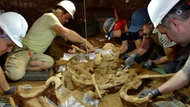Descoberta de dos rinoceronts de 200.000 anys d'antiguitat a la Cova de les Teixoneres. Foto: Ajuntament de Moià